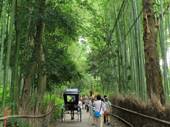 目抜き通りから落ち着いた竹林へ　人力車走る（京都・嵐山）